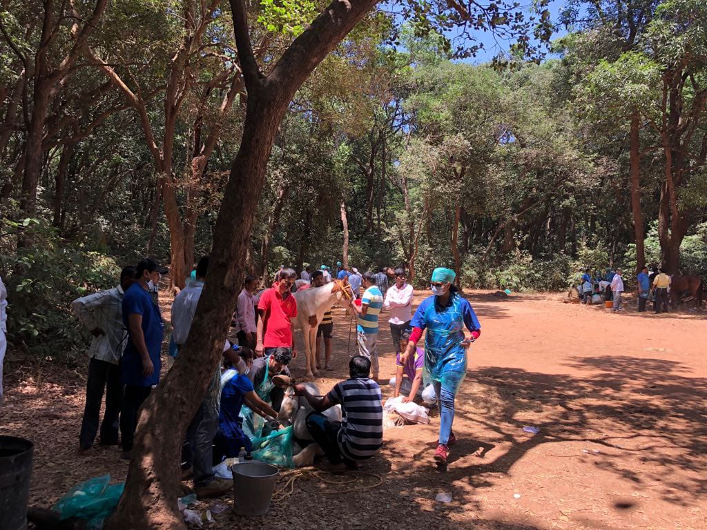 Matheran Gelding Camp 2017